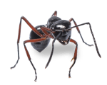Fourmis.
