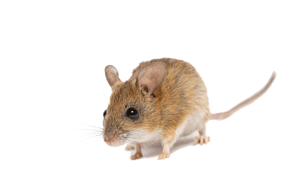 Une souris sur fond blanc.