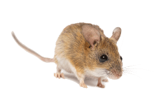 Une souris.