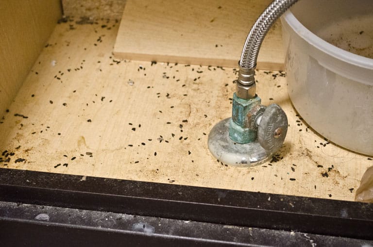 Signes de presence de rongeurs. Des excrements sous un evier.