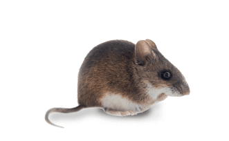 Une souris de cote.