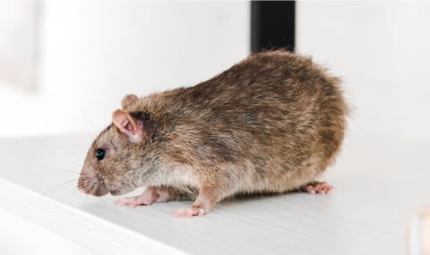 Une souris sur un comptoir.